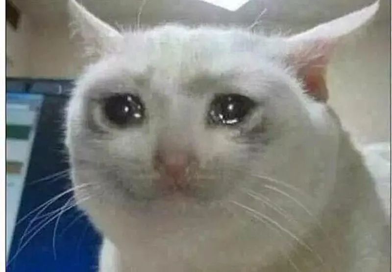 A white cat with tears in its eyes 
