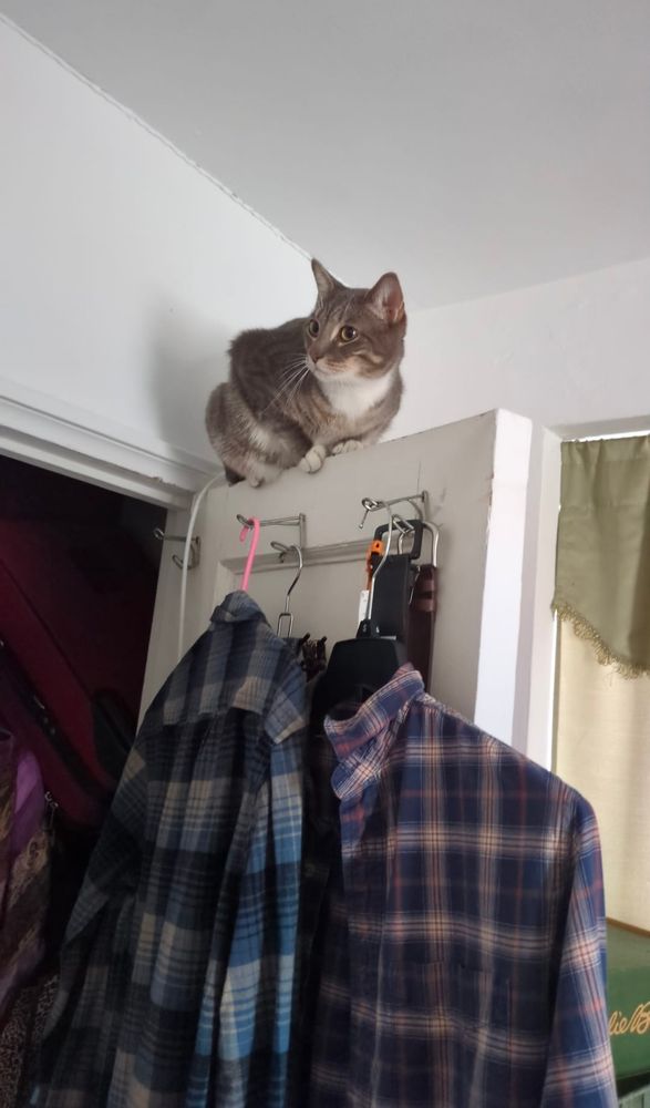 Gray tabby cat perched upon open closet door, hangered shirts are draped just below, he looks off camera 