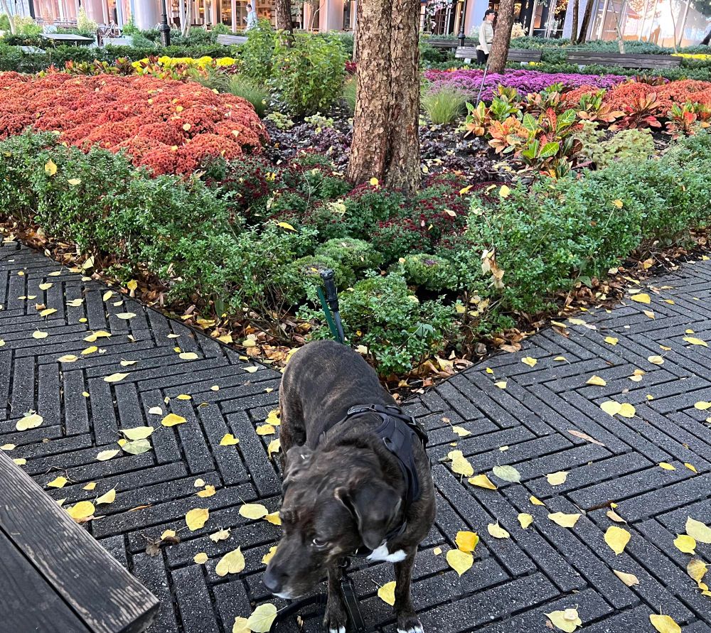 Brown/brindle lab mix stands in front of fall garden. 