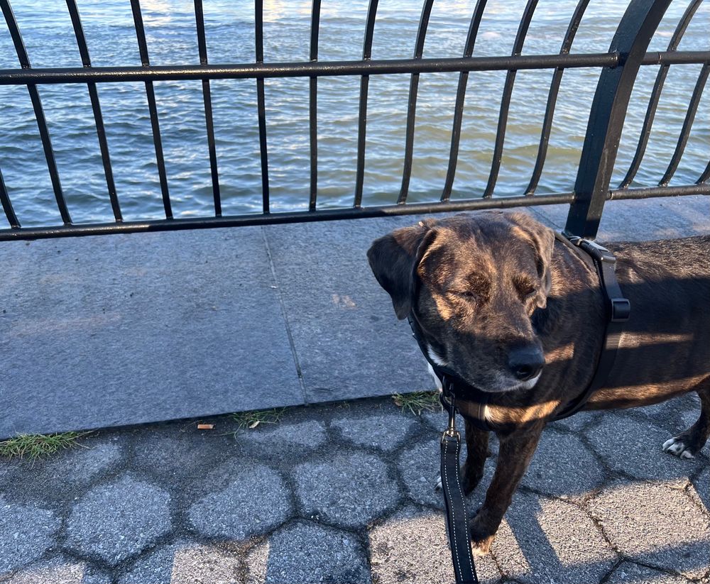 Sunlit brown dog stands by Hudson River railing. 