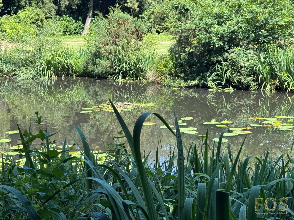 A tranquil pond with lily pads, surrounded by lush greenery, a quiet moment in nature.