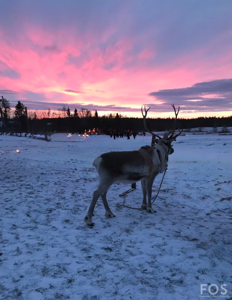 Reindeer on snowy field at sunset. 🌅 


*This is a rescue animal and is being cared for, extremely well. For its own safety it’s been tied on a loose line, for food and water. 