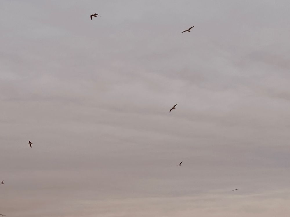 7 Seagulls flying high, the sky is cloudy and dark. 