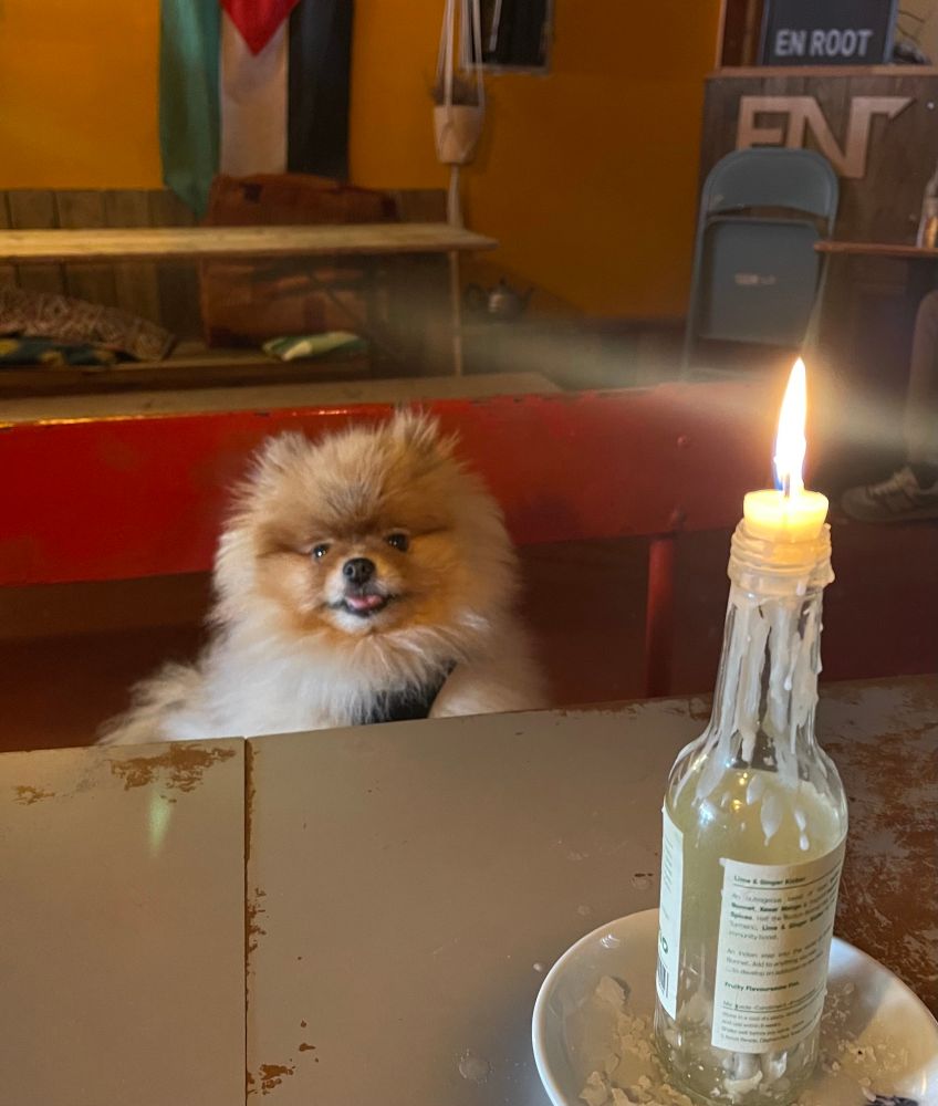 it’s a beautiful pomeranian boy on a candlelit date with me