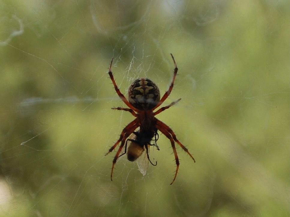 Western Spotted Orbweaver with a fly in its web