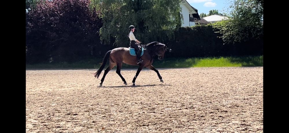 Braunes Pferd mit Reiterin im Trab auf Sand-Aussenplatz. Grüne Bäume und Hecken drumherum und die Sonne scheint.