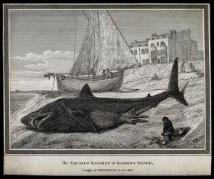 Basking shark historical sketch.