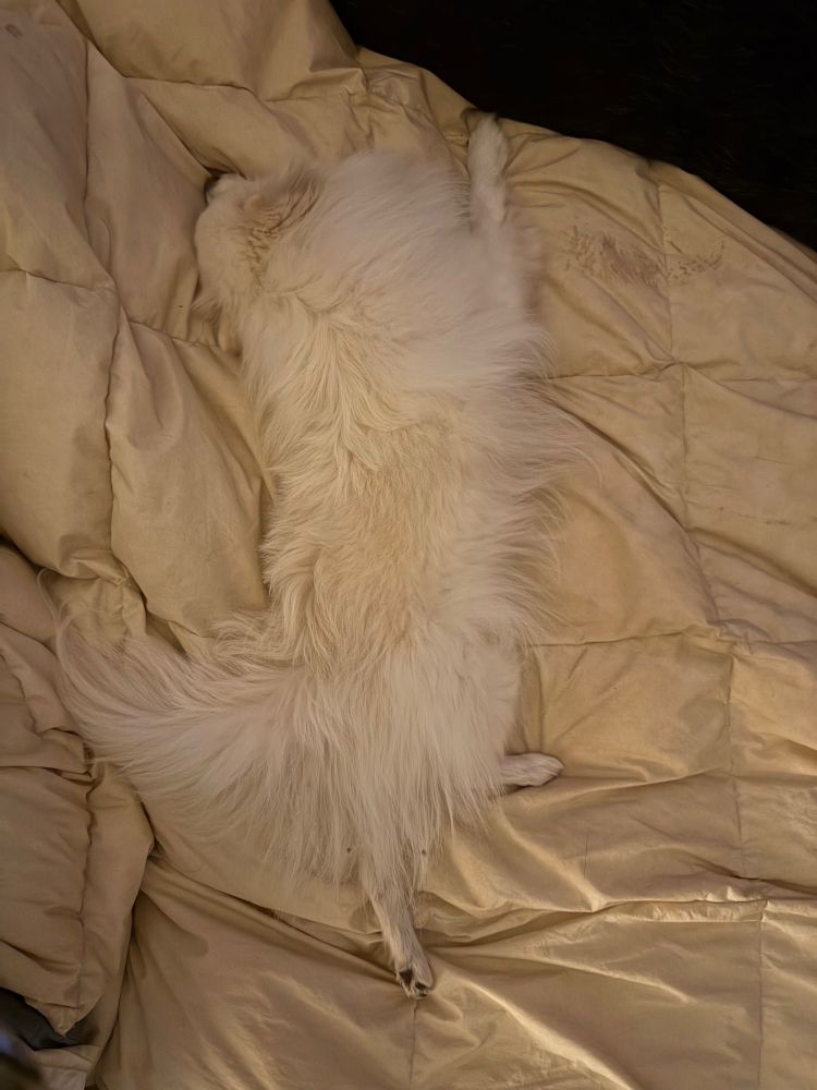 White Pomeranian stretched out luxuriously on a puffy duvet, fast asleep 