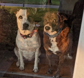 Winnie (left) and Andy (right). The photo was taken through a glass storm door. Both dogs are looking out. Winnie is mostly white with brown spots, a black nose, and a pink collar. Andy is mostly brown with a white nose and chest, a black nose, and a blue collar.
