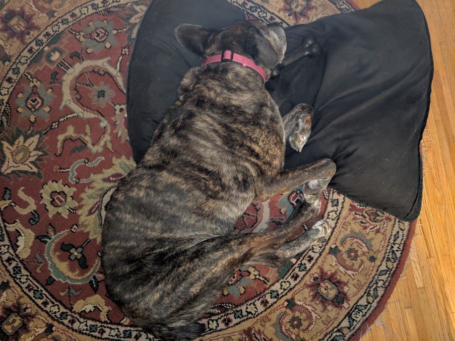 A brindle Great Dane lying on a colorful round rug, with her head on a large pillow. She also has a large Kong bone next to her.
