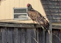 Backyard buzzard