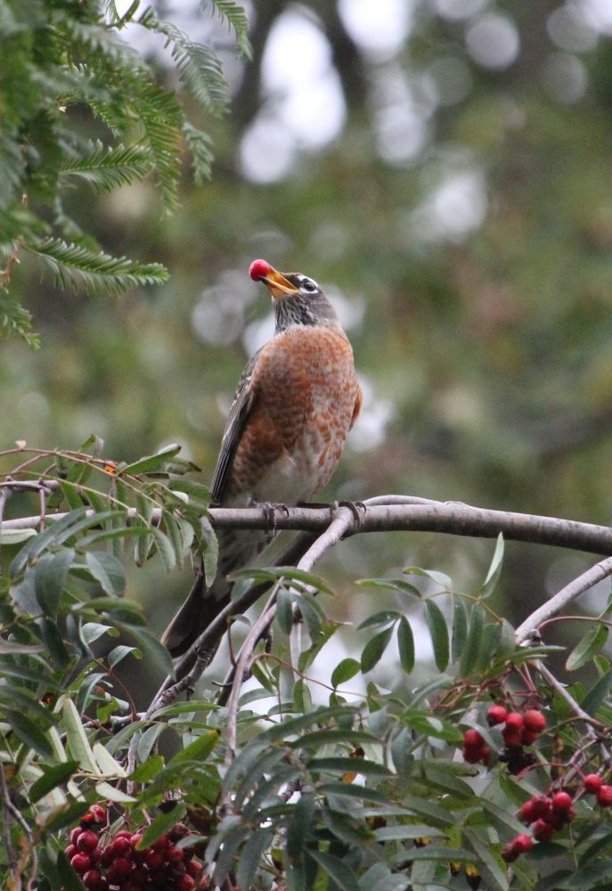 An American Robin eating red berries on an Ash tree