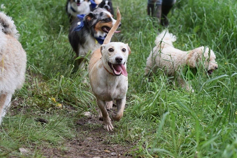 A giddy Professor hiking the trails at the dog camp where I work.