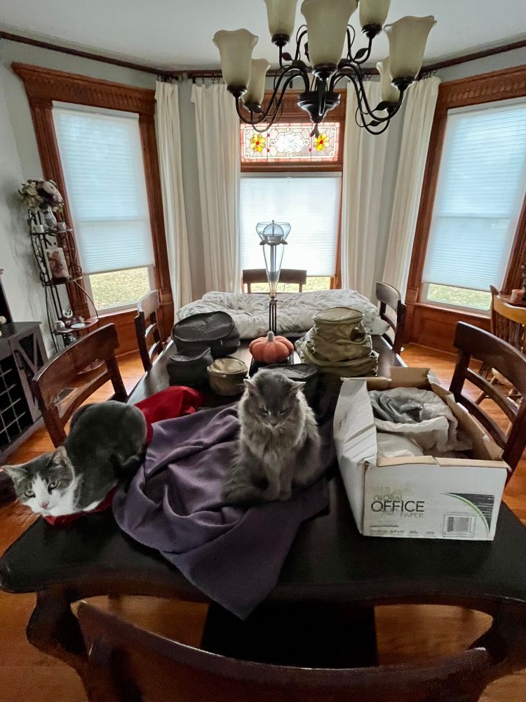 A fluffy gray cat and a sleek gray and white cat sit on BOTH my red and purple tablecloths amongst multiple containers of china that has been packed away for....no idea even how many years. 