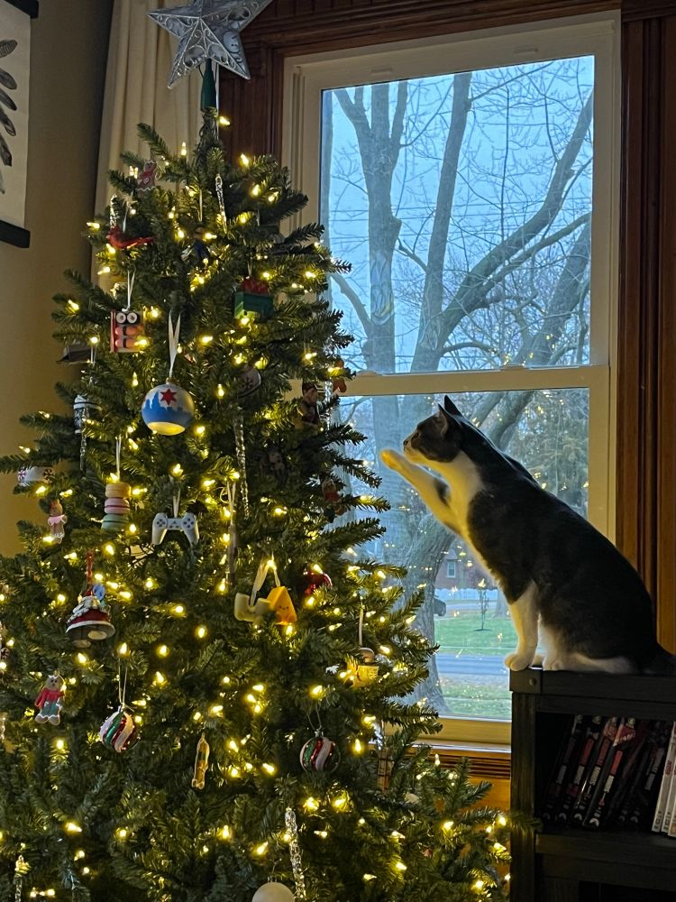 Pounce reaching toward Stefon ornament