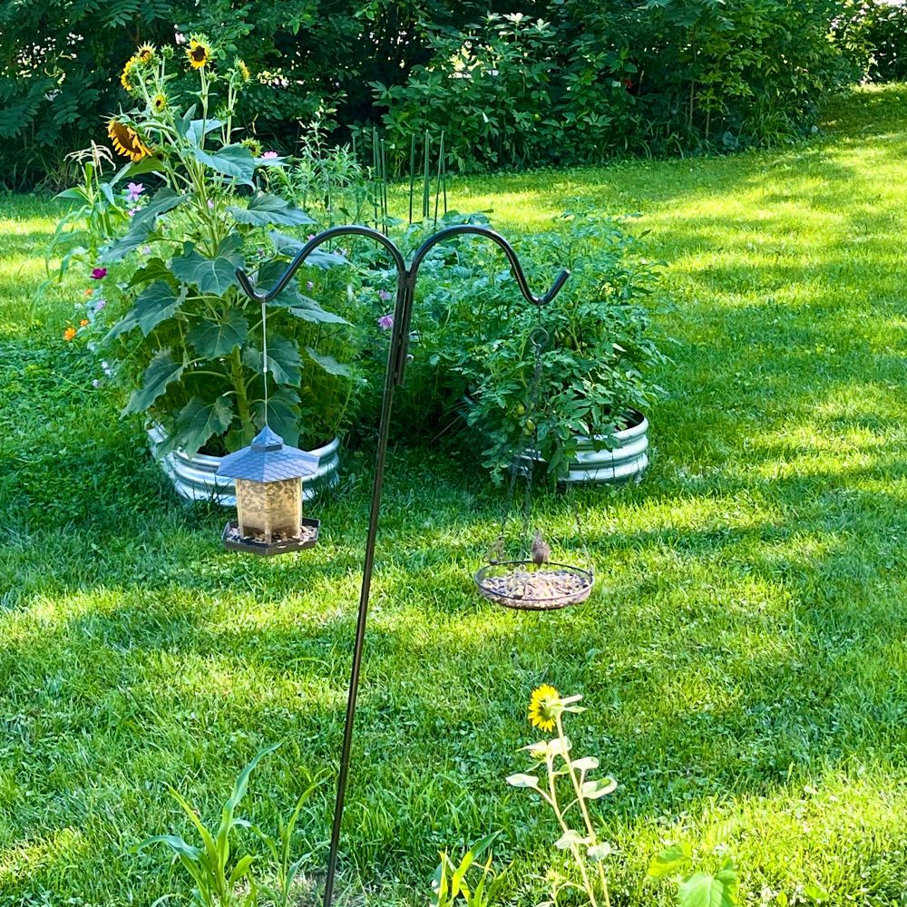 4 of my 6 raised garden beds about 15 feet from the window (looking out from inside), a bird feeder pair set closer to the camera (about 5 feet from the window), with a little sunflower a bird pooped out as a seed growing under the feeders 