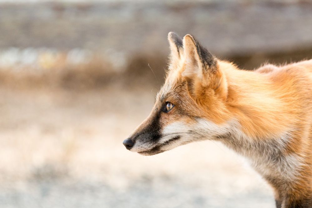 Red fox looking at a distance 