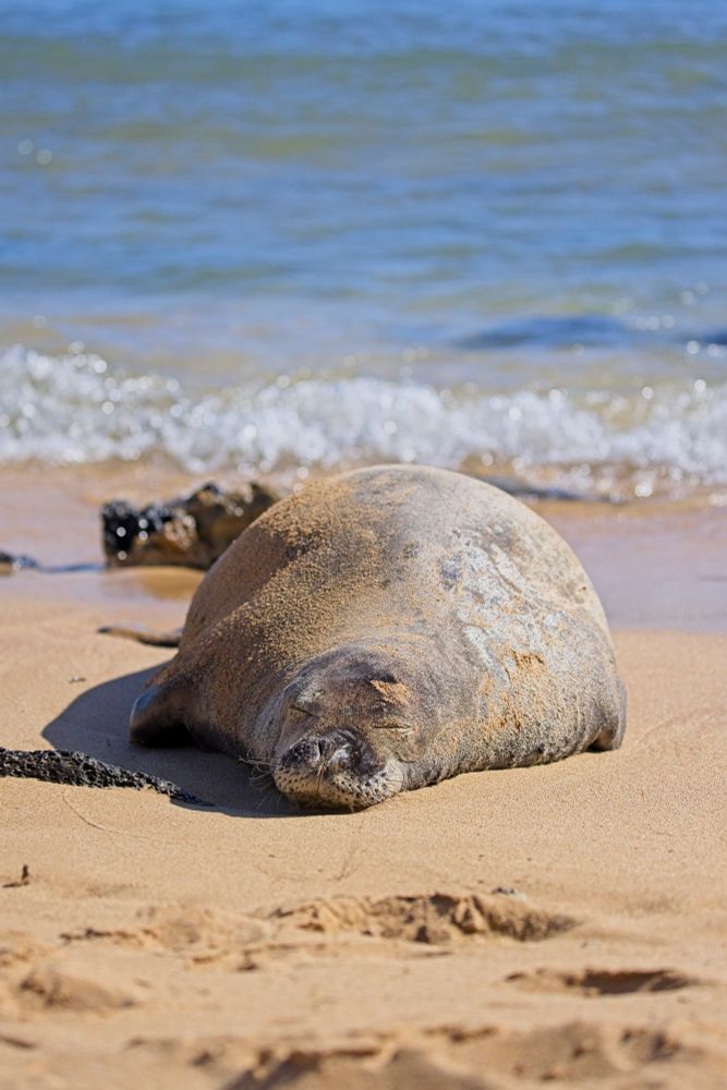Hawaiian monk seal sleeping on the beach