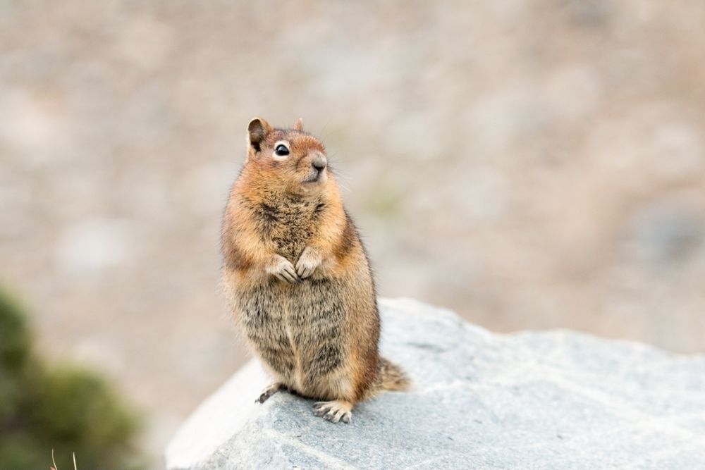 Golden mantle ground squirrel posing 
