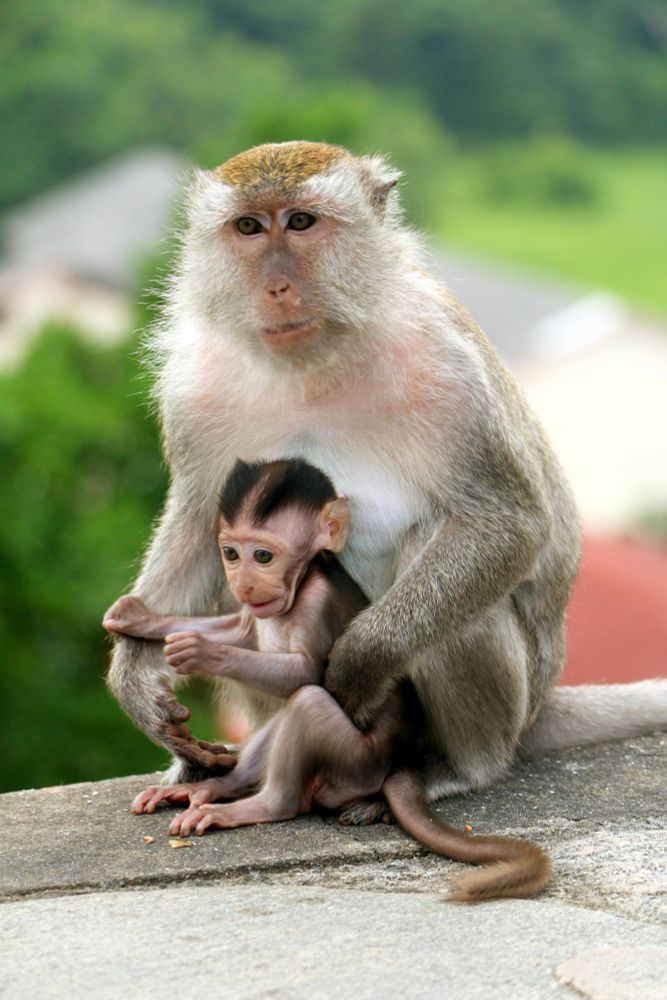 Crab-eating macaque and its young