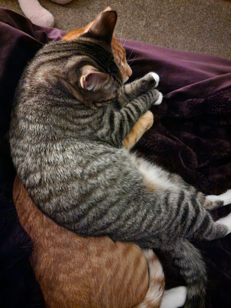 Gray kitty laying on top of an orange cat