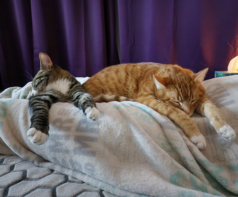 Two cats laying next to each other