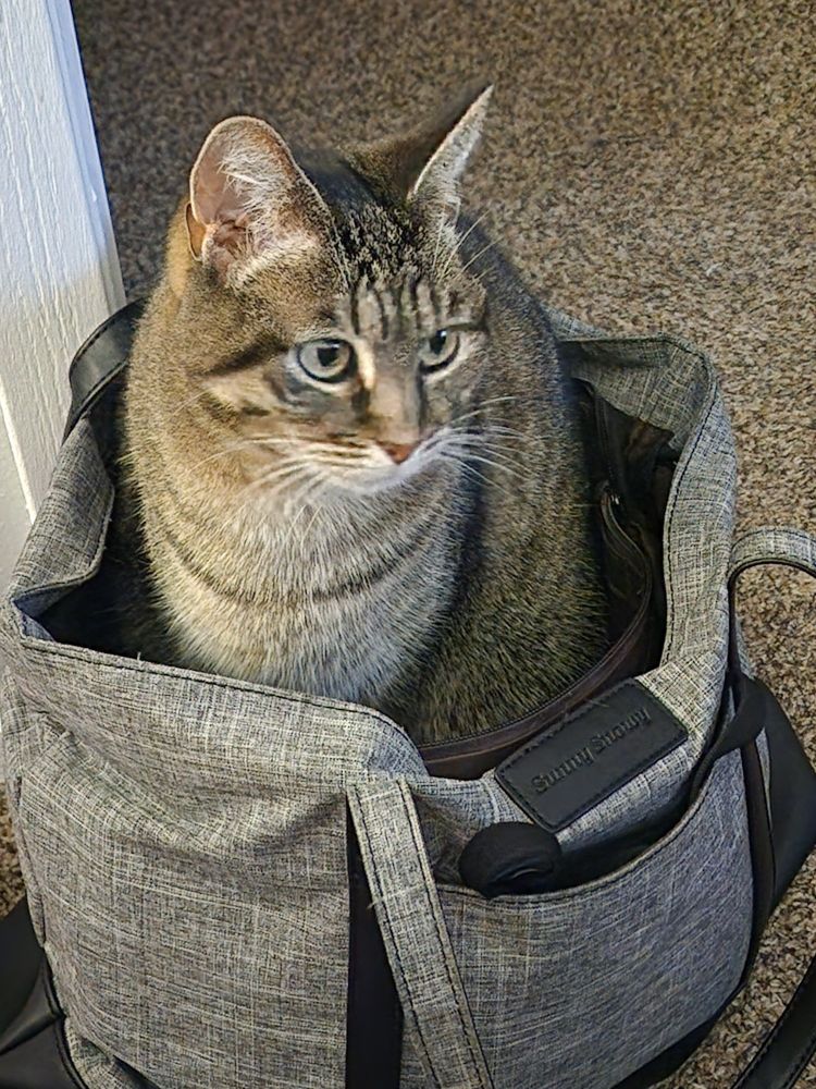 Cat sitting inside a work bag.