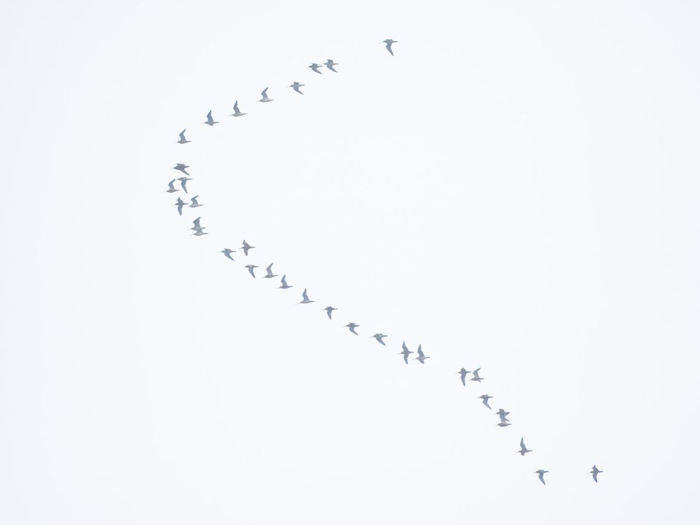c35 Barwits