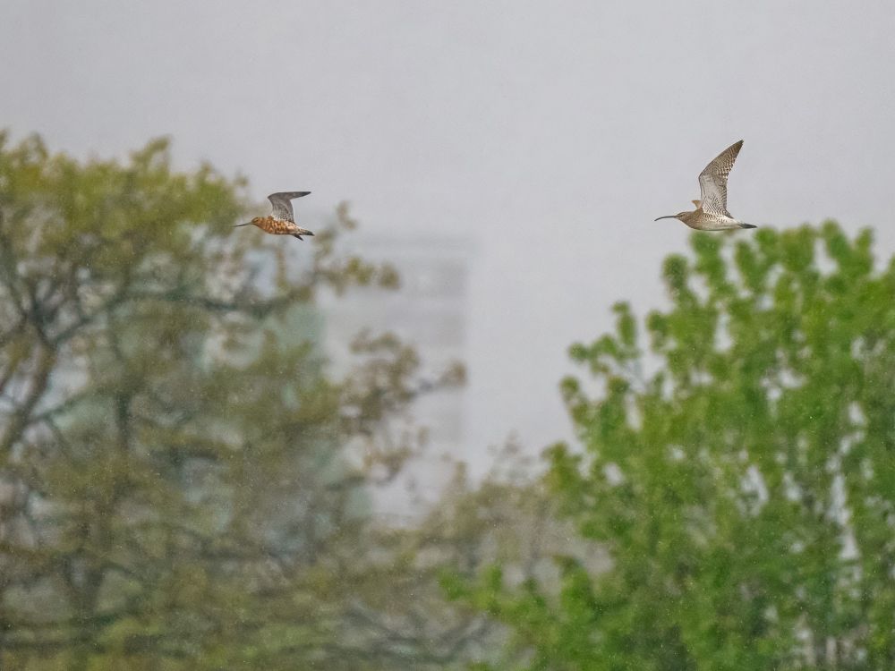 Barwit + Whimbrel 