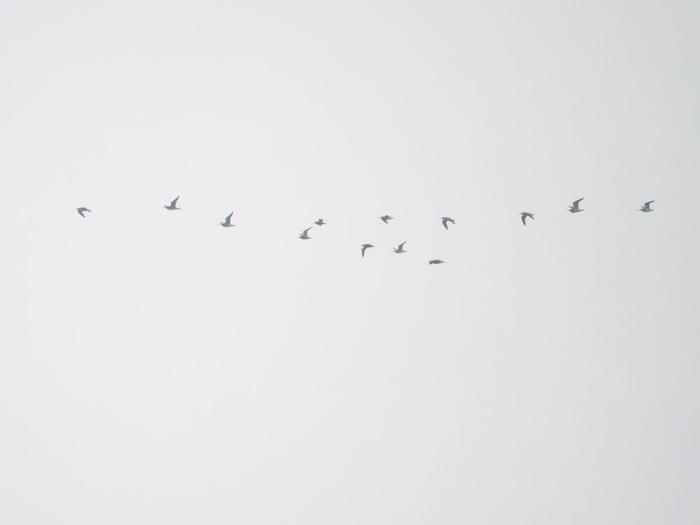 Barwits + Whimbrels