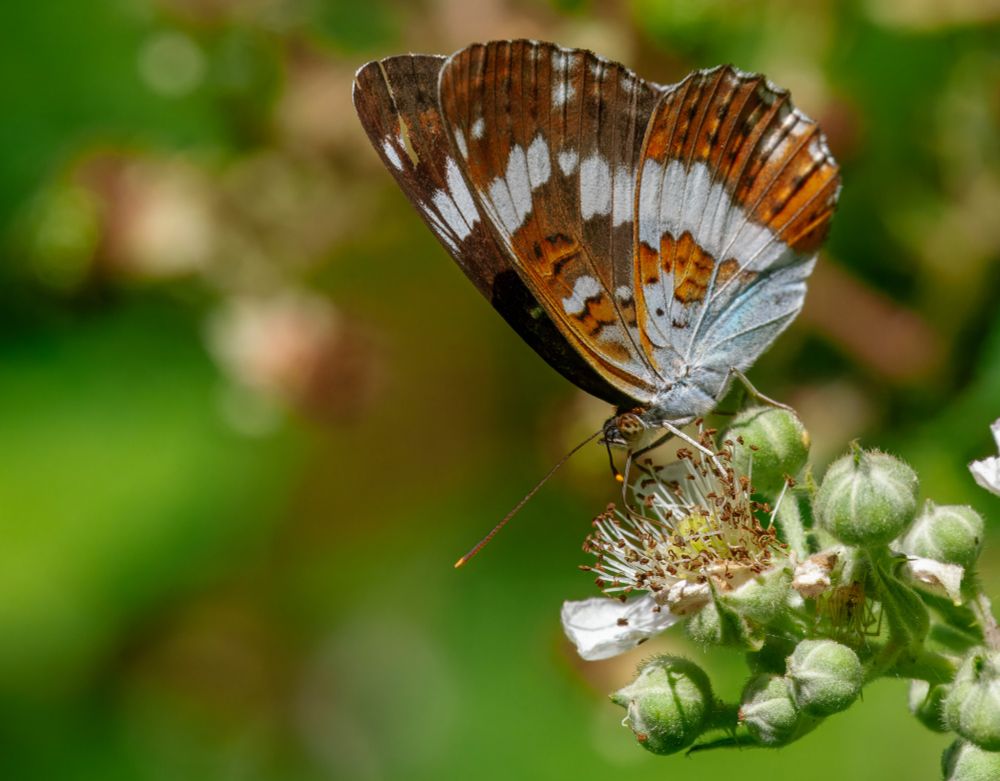 White Admiral 