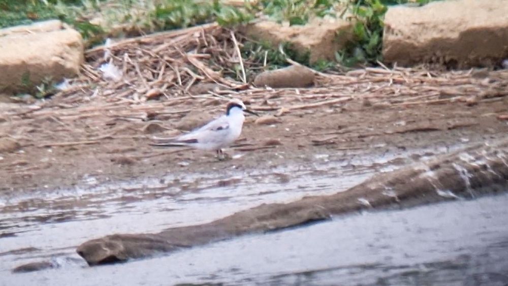 Little Tern 