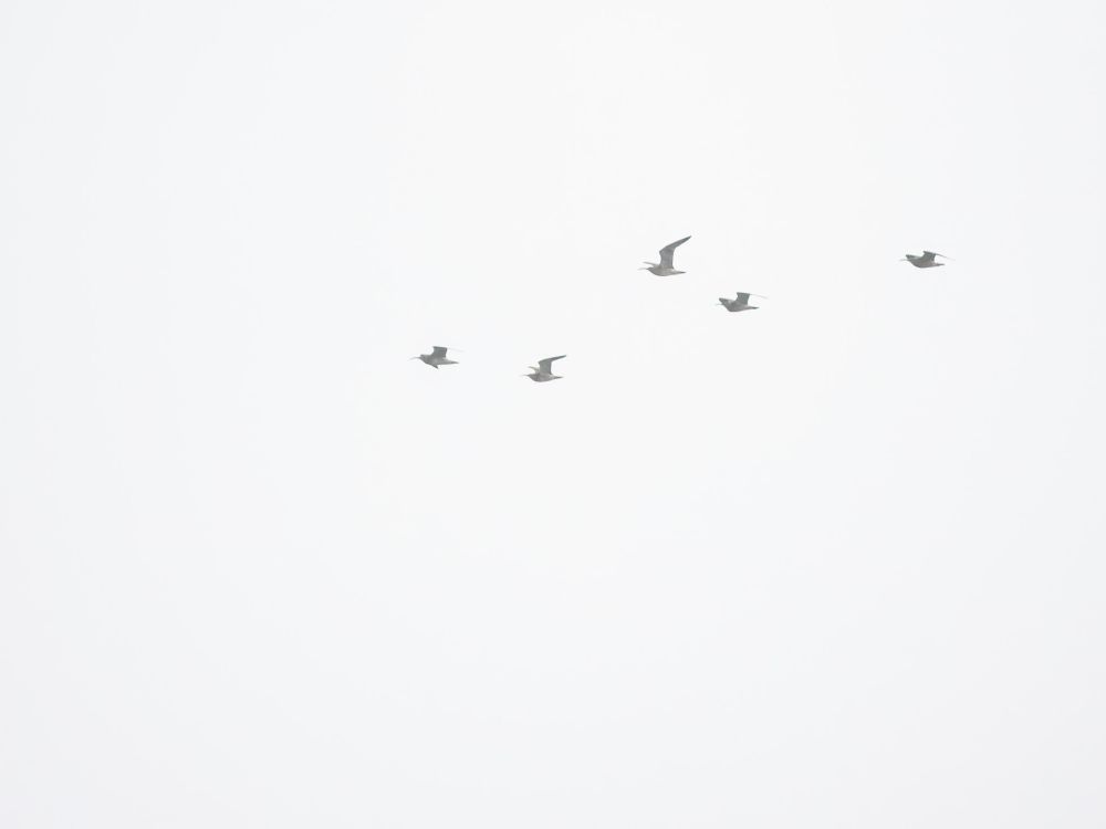 Whimbrels 