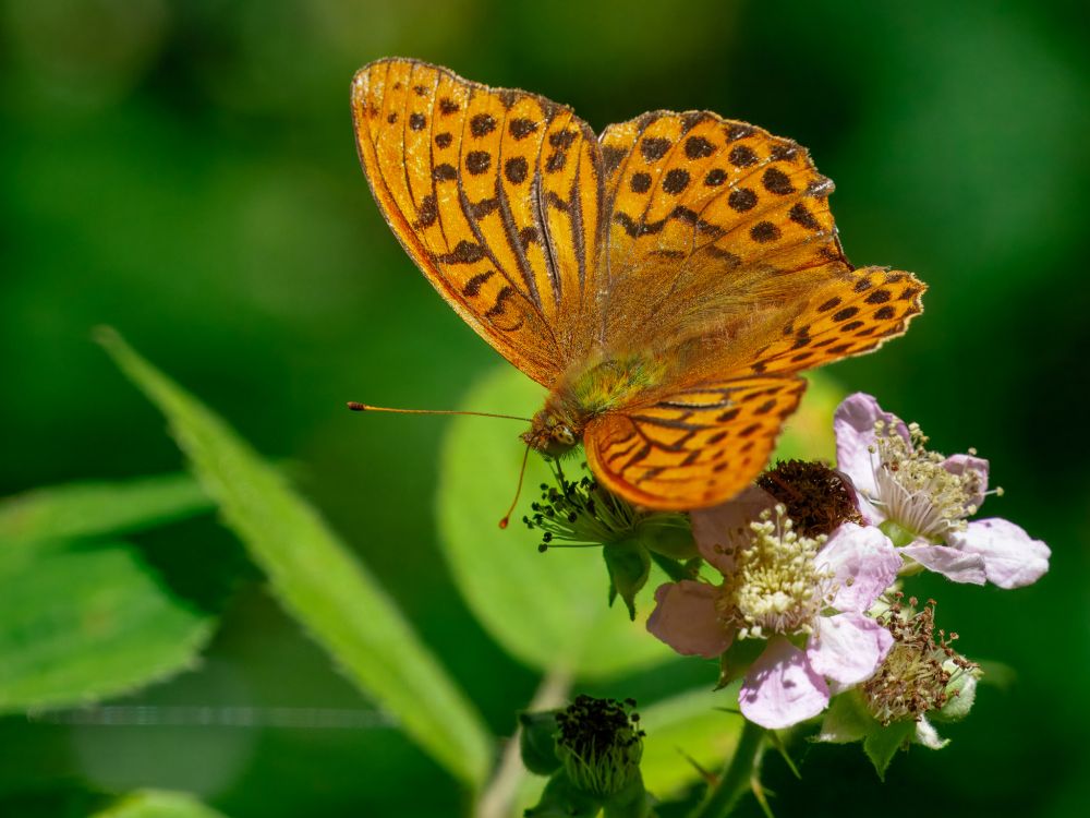 Silver-washed Fritillary 