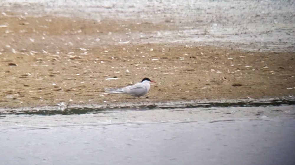 Arctic Tern 