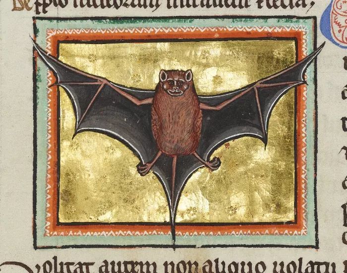 Illuminated bat from the Ashmole bestiary showing a bat on a gold background inside a red and green frame. The bat is brown with black wings and cartoonish, with incongrously detailed human-looking facial features.