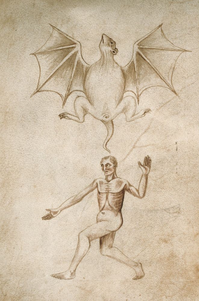 An immediately strange looking illustration from a medieval Paduan text. A bat flies above an illustration of a man, and both are roughly the same size. The bat has cat like legs and a long tail, and is shaped like a winged rat. 