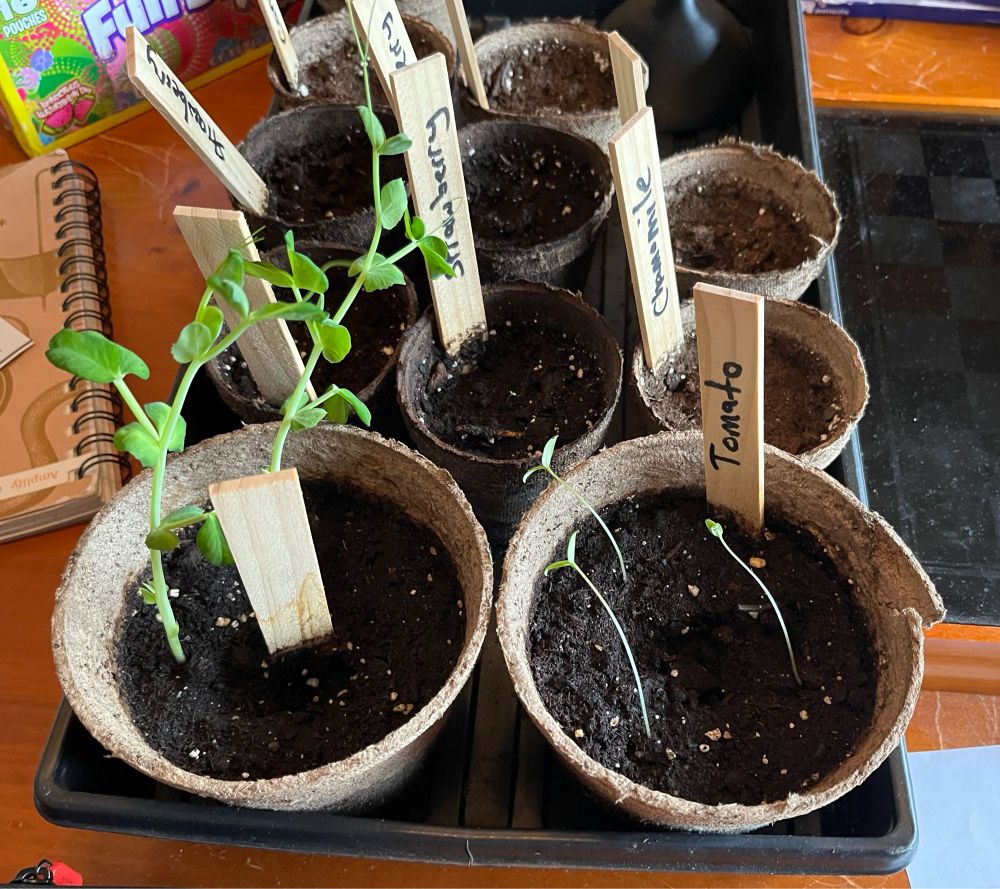 An image of seedling pots with seedlings growing, including peas, tomatoes, and a tiny strawberry. 