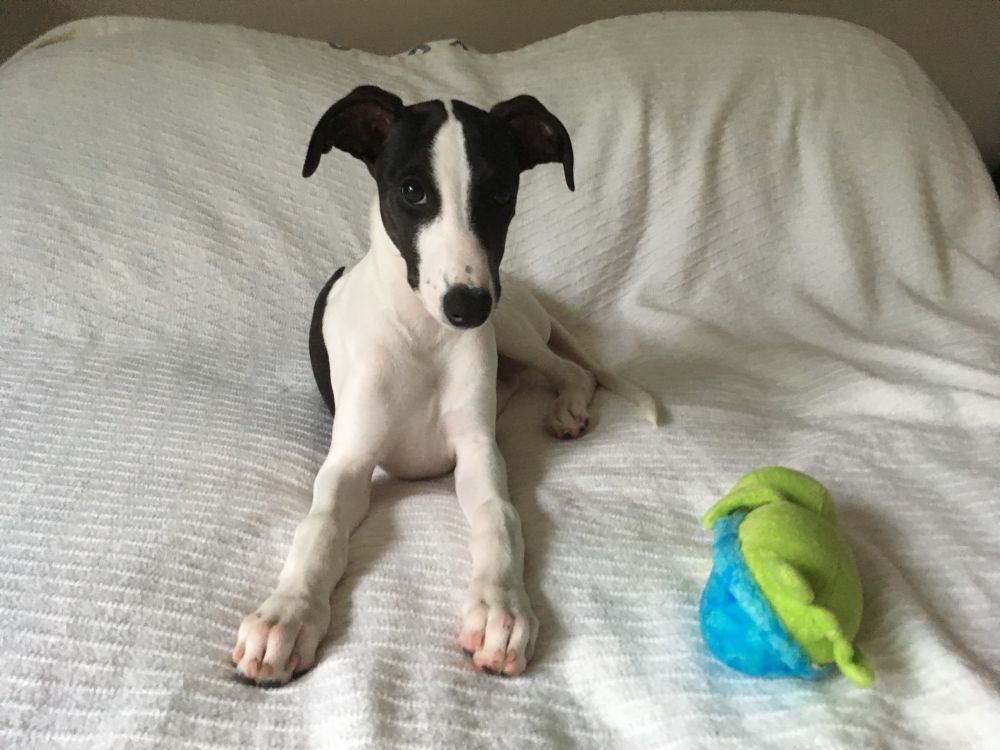 Peregrine the whippet puppy