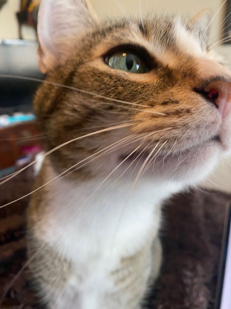A close-up photo of Gatsby the gray and white tabby cat, who appears to be sniffing the camera. 