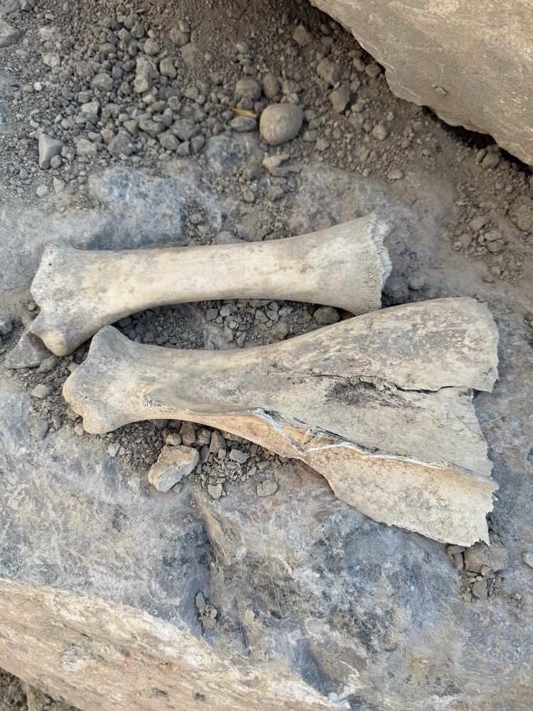 Bones