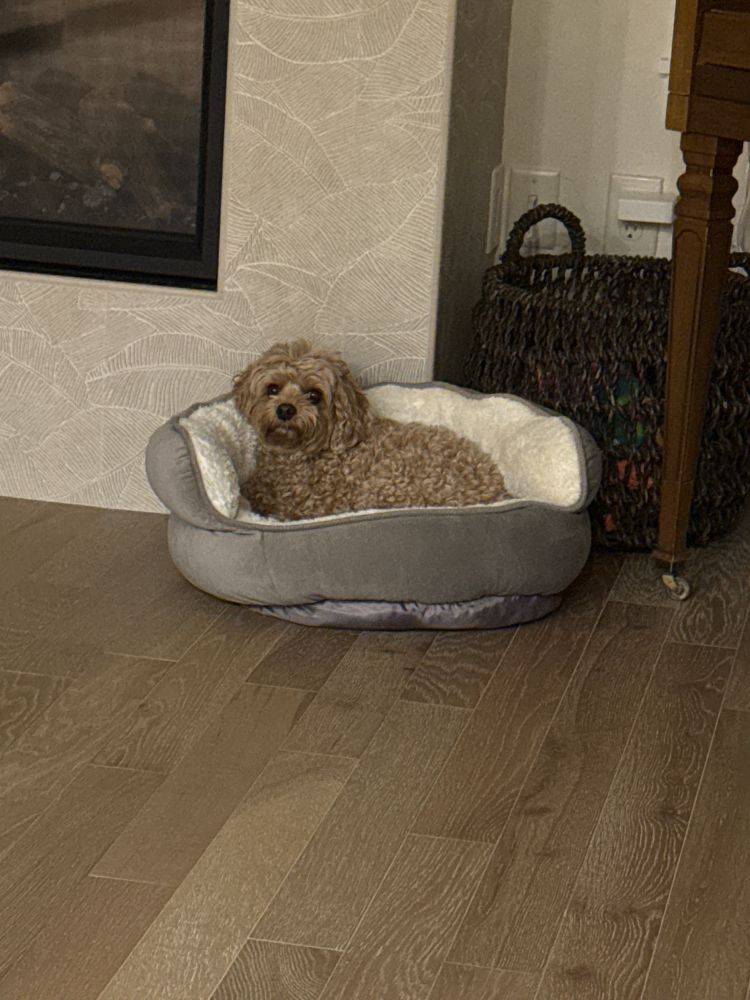Dog in dog bed