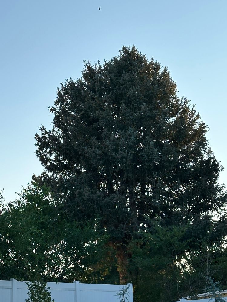 Houdini’s tree