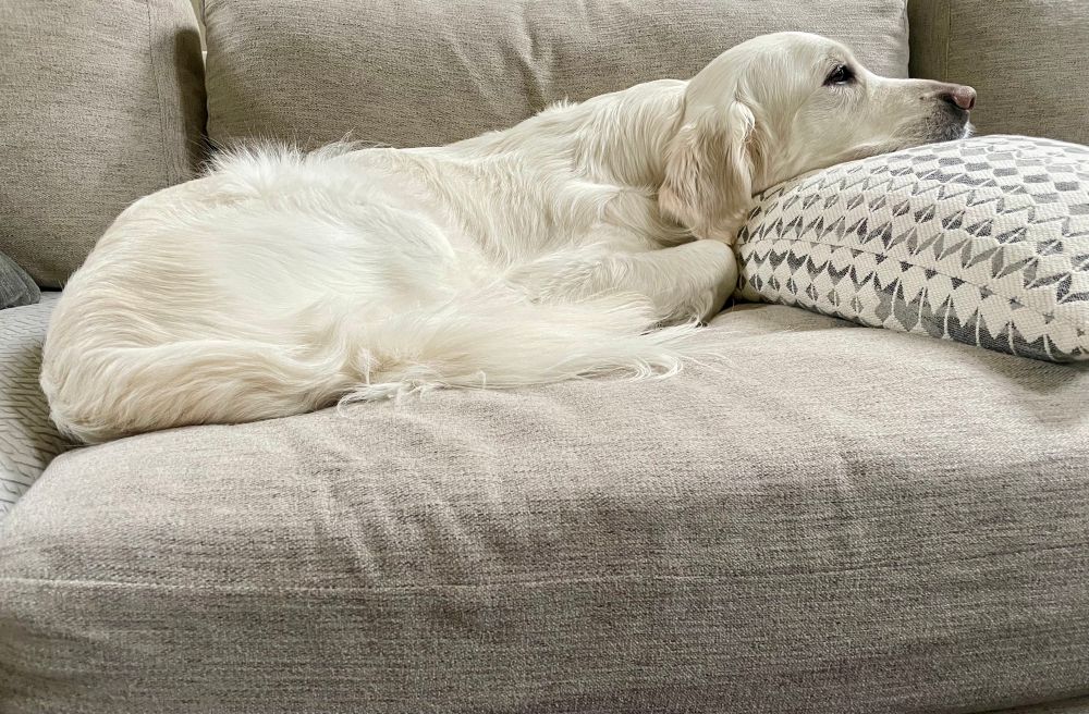 This is Kylo, the king resting…