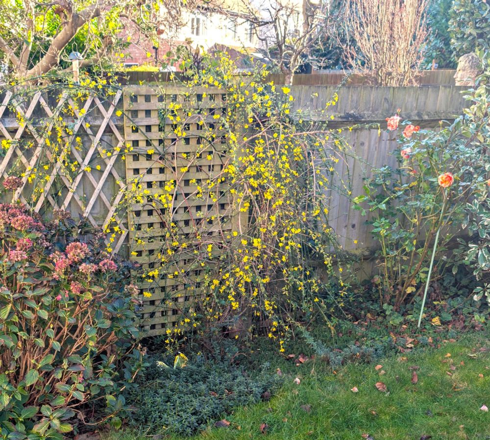 A side bed in a Hertfotrdshire back garden, Nov 21 2025.  There is a winter jasmine in full flower up against the fence.  To its right - a rose bush, STILL flowering and even has rosebuds visible.