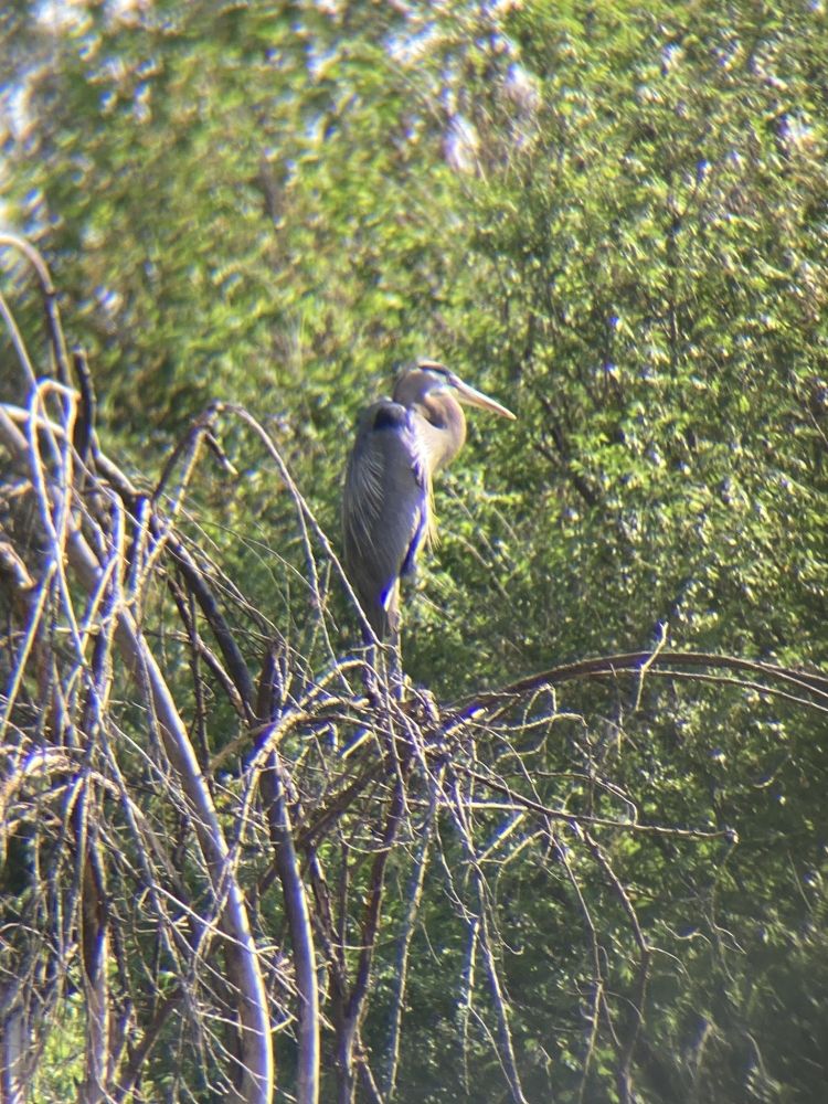 A Great Blue Heron perched on the top of a dead tree.