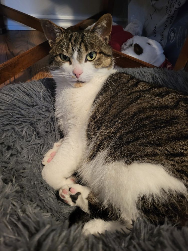 Gordon, a grey and white tabby cat, laying in his cat bed, looking at the camera