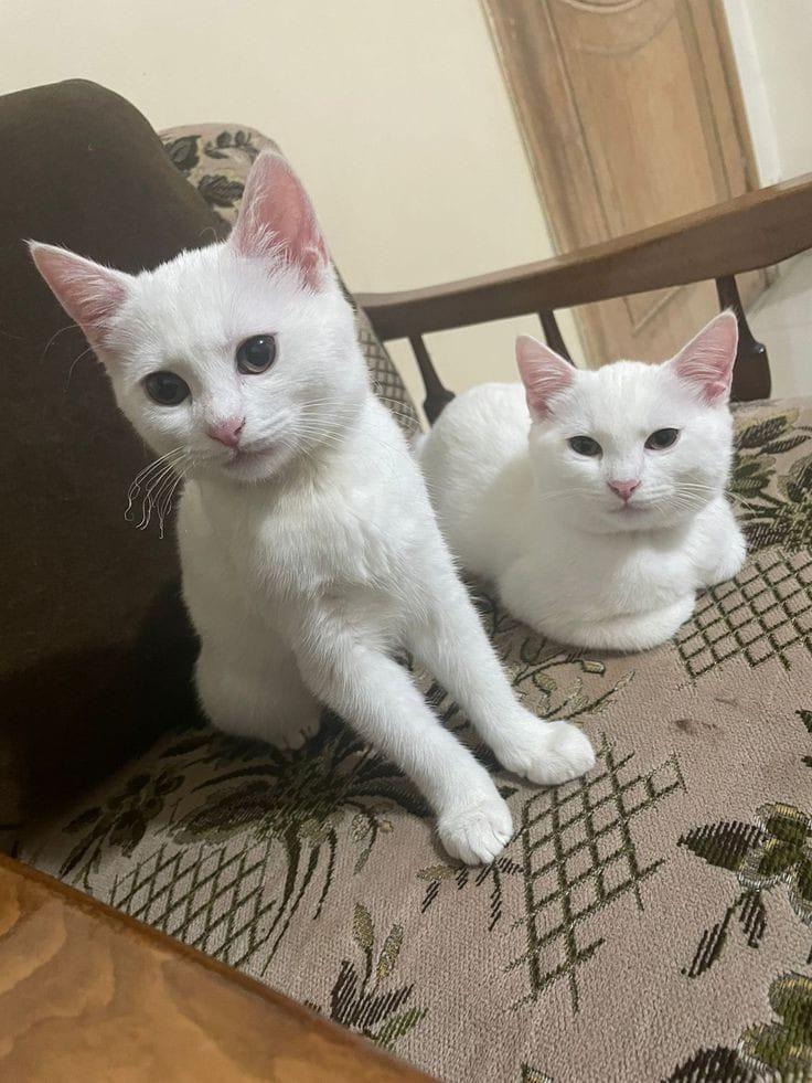 They both are very excited to click phot