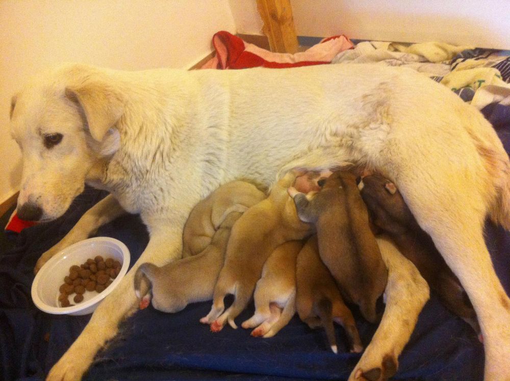 My 12 year old Mickys journey began her