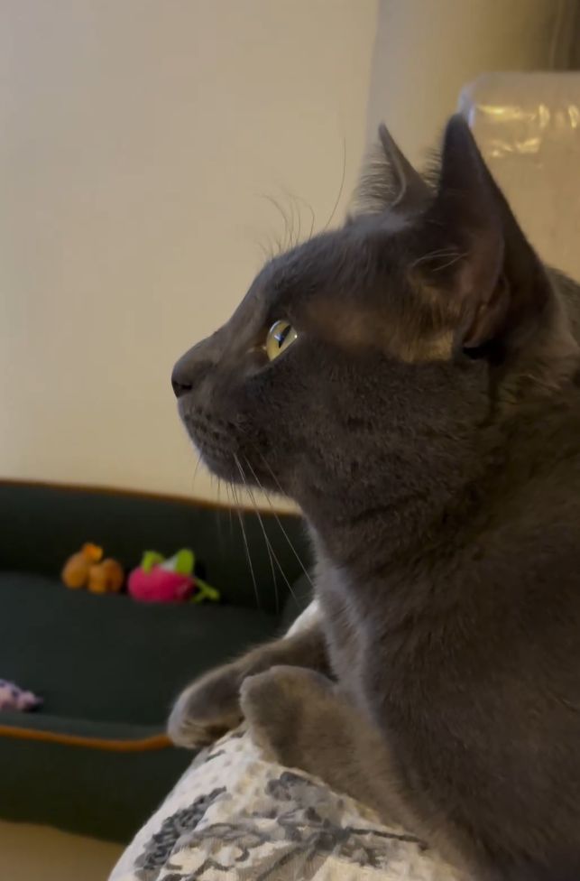 Watching natgeo with the cats. he likes